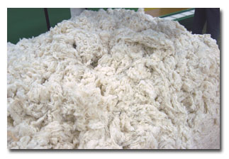 nwcotton