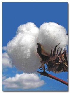 cotton